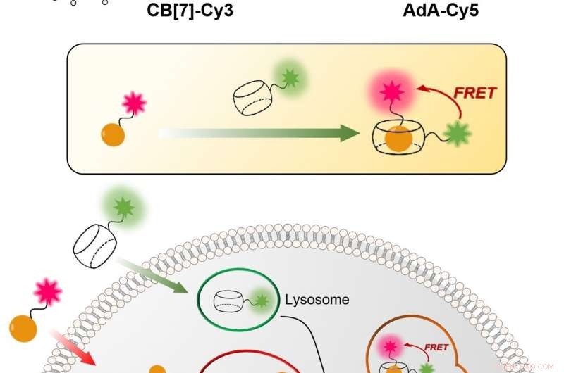 Visualizing Cellular Recycling (Autophagy) in Real Time