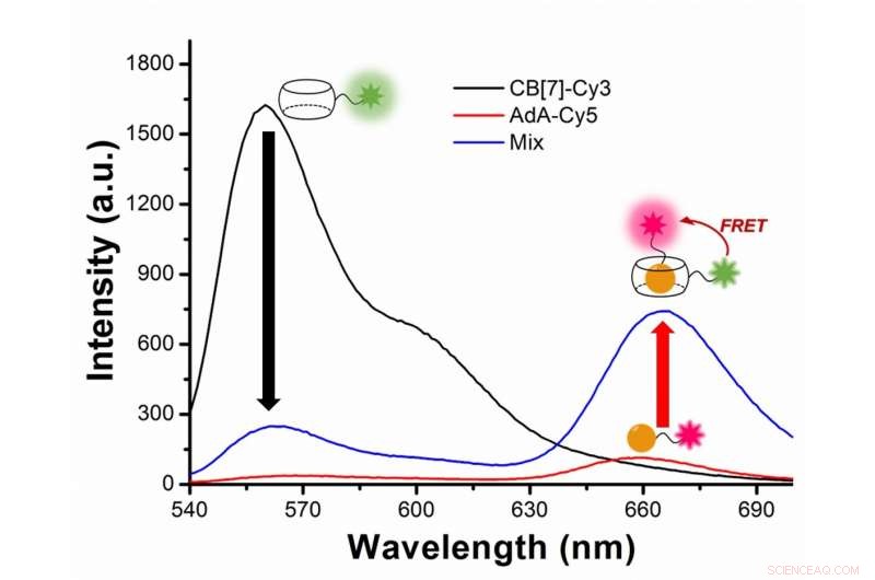 Visualizing Cellular Recycling (Autophagy) in Real Time