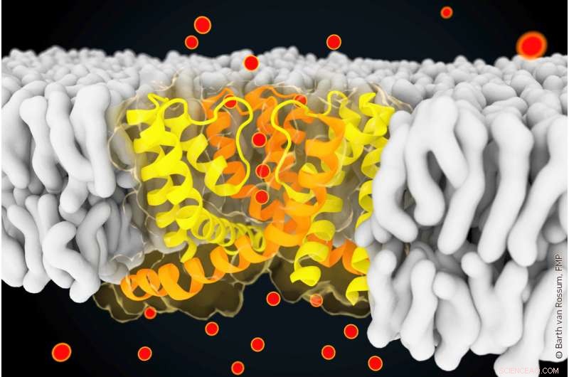 Comparing Selective vs Non-Selective Ion Channels: Structural and Dynamic Insights