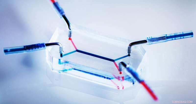 Scientists Validate Drug Transfer in Placenta‑On‑a‑Chip Model