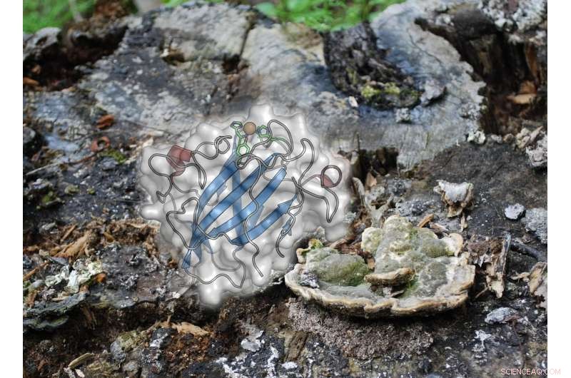 New Fungal Enzymes Pave the Way for Sustainable Wood-Based Energy