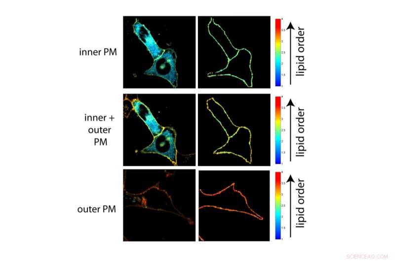 How Lipid Asymmetry Triggers Immune Cell Activation