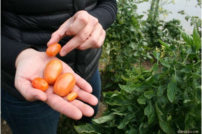 Cherry Tomatoes Deliver Unchanged Quality While Using Half the Water