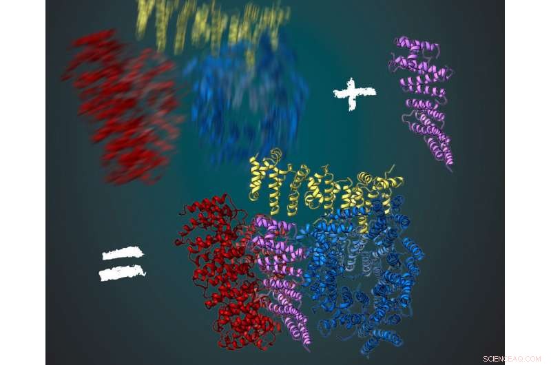 Revealing Huntingtin’s 3D Architecture via Cryo‑Electron Microscopy