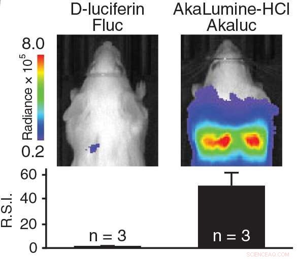 Revolutionary In Vivo Cell Imaging with Synthetic Bioluminescence