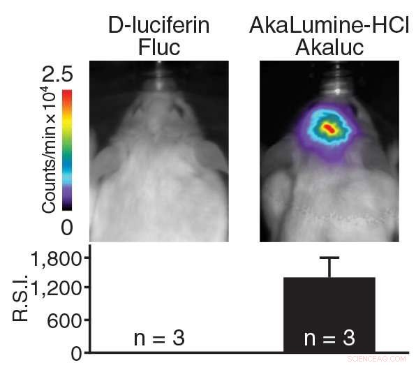Revolutionary In Vivo Cell Imaging with Synthetic Bioluminescence
