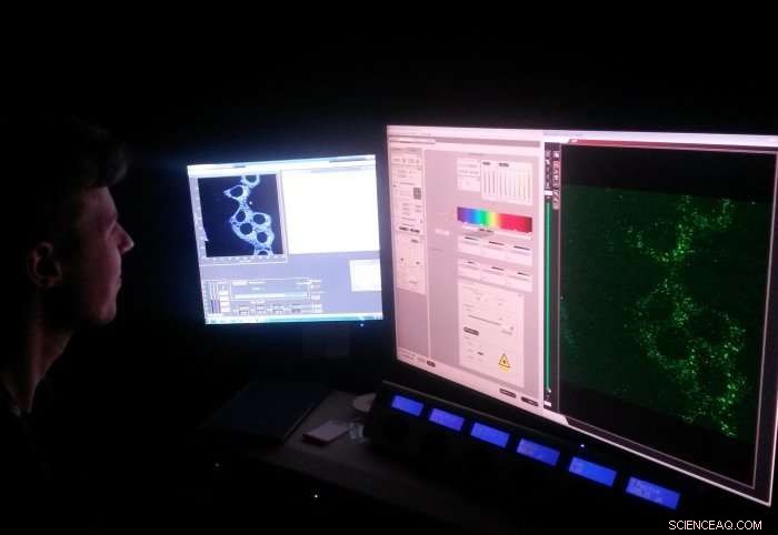 Rapid Disease Diagnosis via In-Body Carbon Monoxide Detection