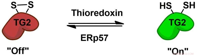 Seeking an Effective Off‑Switch for Celiac Disease