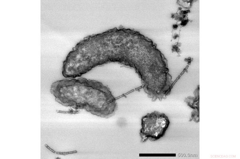 Bacteria with Iron‑Corrosion Enzymes Harvest Electrons from Solid Surfaces