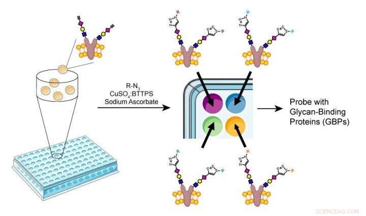 TSRI’s Innovative Glycan Array Method Accelerates Carbohydrate Biology Research