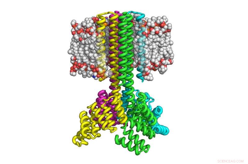 Scientists Engineer Complex Transmembrane Proteins from First Principles