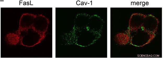 Researchers Discover Method to Delay Cell Death, Enhancing Therapeutic Prospects