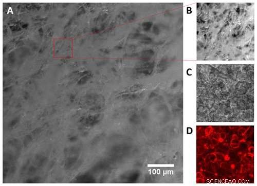 Revolutionizing Digestive Disease Research with Realistic Organs-on-Chips