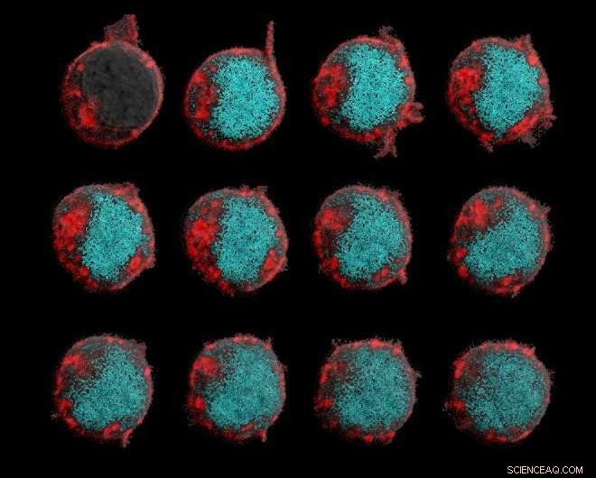 Scientists Discover How to Rewire the Body’s Cancer Defense to Target Tumors