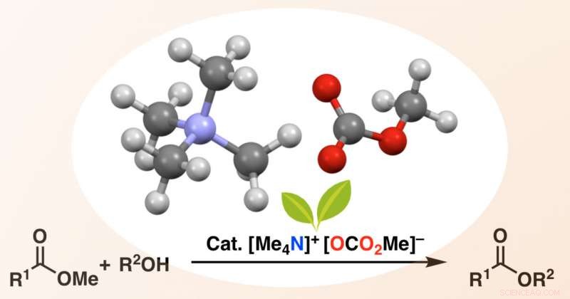 New Metal‑Free Catalyst Broadens Ester Synthesis Capabilities