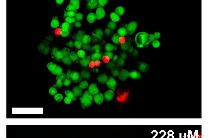Revolutionary Slow-Release Hydrogel Enhances Cancer Immunotherapy Efficacy