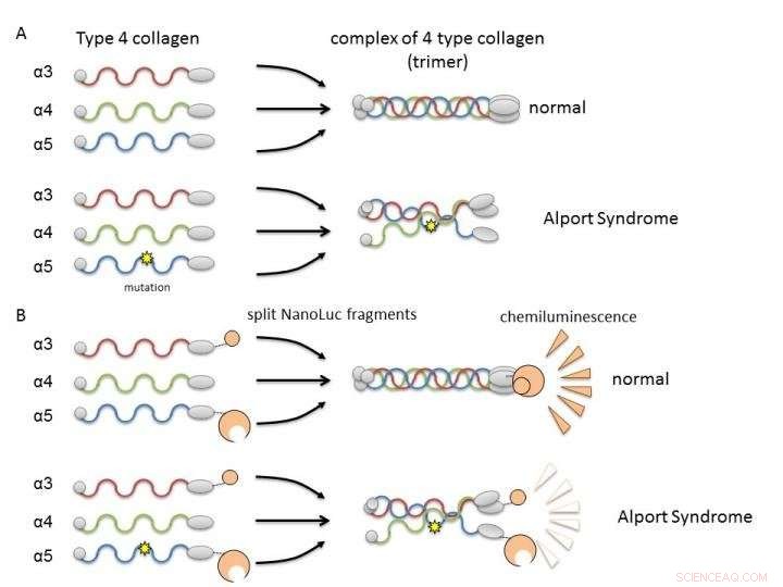 High‑Sensitivity, Multi‑Analytical Platform for Diagnosing Hereditary Kidney Disorders