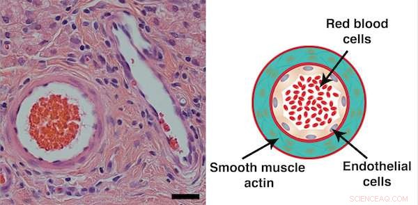 Additive-Free Hydrogel Accelerates Tissue Healing