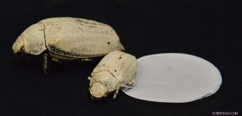 Biomimetic Ultra-White Coating: Lightweight, Non-Toxic, Edible