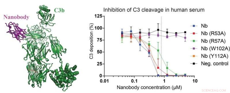 Versatile Small Proteins: Unlocking Broad Applications
