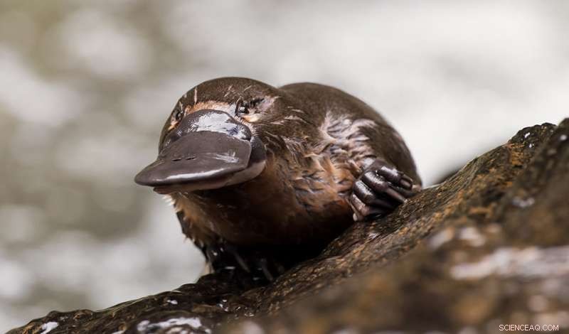 Platypus Milk: A Breakthrough in Life‑Saving Medicine