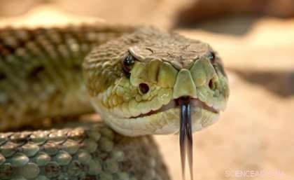 Rattlesnake Peptide Shows Promise Against Superbugs: A New Antibacterial Breakthrough