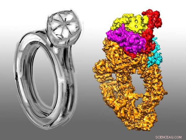 Prof. Cai and Prof. Côté Reveal NuA4/Tip60’s Diamond‑Ring Architecture via 4.7 Å Cryo‑EM Structure