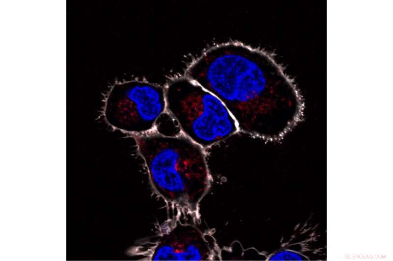 Tiny Cellular Implants Demonstrate Functional In Vivo Performance