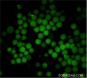 Microgel Networks Efficiently Absorb Intestinal Toxins