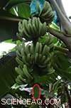 Banana Plant Extract May Revolutionize Creamier, Longer-Lasting Ice Cream