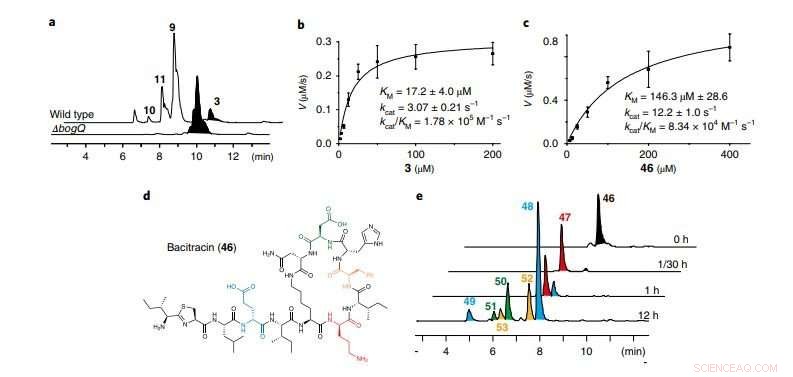 Scientists Uncover Novel Bacterial Resistance Pathway to Peptide Antibiotics