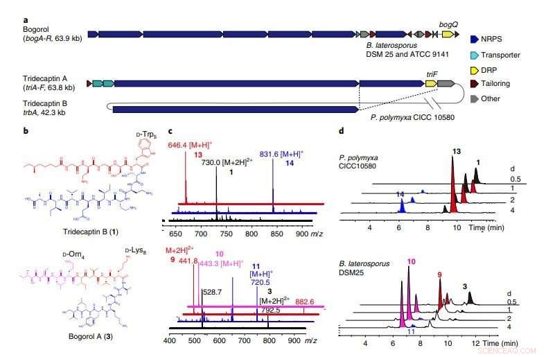 Scientists Uncover Novel Bacterial Resistance Pathway to Peptide Antibiotics
