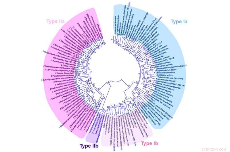 Würzburg Scientists Decode the Universal Language of Hormones