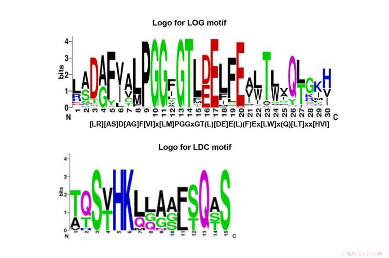 Würzburg Scientists Decode the Universal Language of Hormones