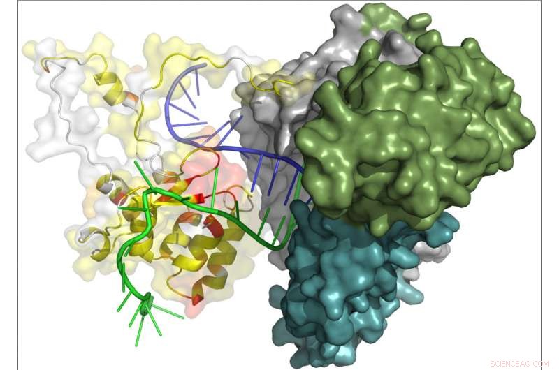 Researchers Unveil the Structure of Telomerase’s Key Longevity Domain