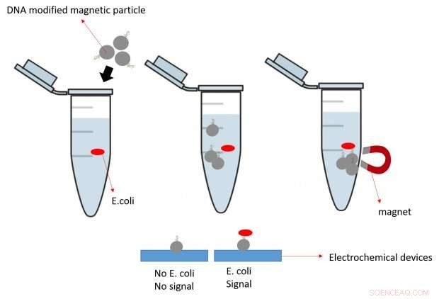 Smartphone Sensors Detect Contaminated Water: A Reliable Tool for Safe Drinking
