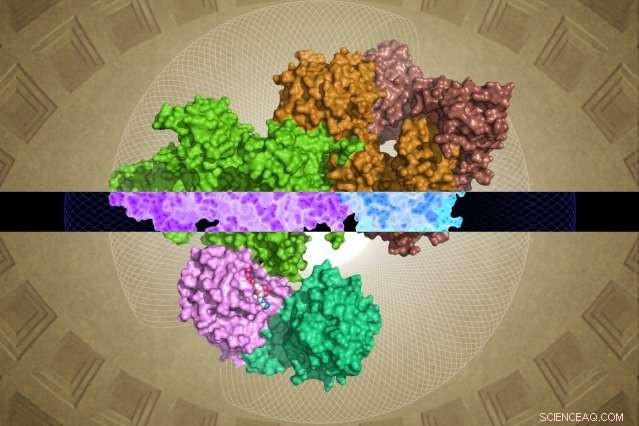 Whitehead & HHMI Researchers Unveil GATOR1 Protein Complex Structure, Advancing Growth Regulation