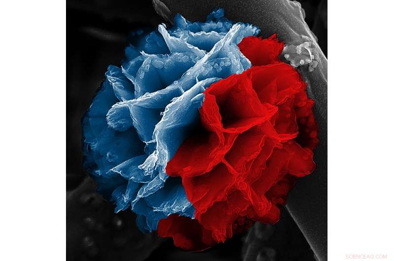 Engineering Rust-Resistant Polymers for Advanced Energy Storage