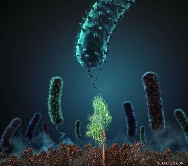Exploring Bacterial Adhesion: In Vitro and In Silico Insights