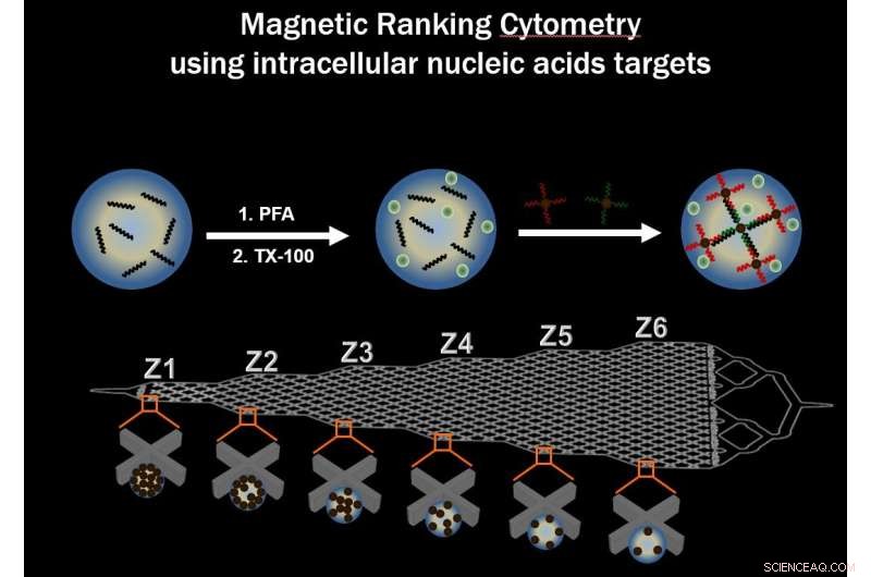 Precision Single-Cell mRNA Cytometry Using Sequence-Specific Nanoparticle Clustering and Trapping