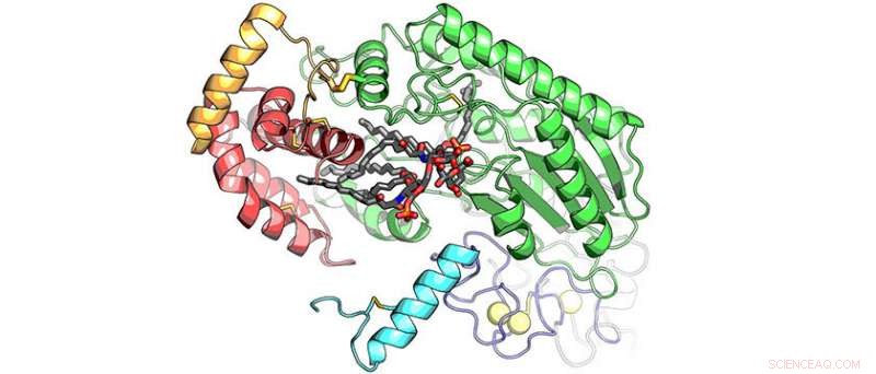 Scientists Unveil First 3D Map of Key Immune Enzyme AOAH