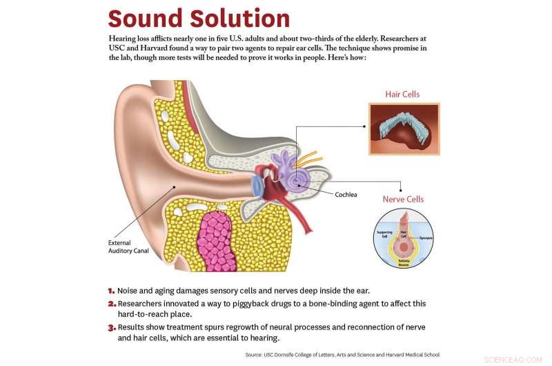 USC & Harvard Innovate: Linking Hearing-Enhancing Molecules to Ear Bone for Cellular Repair