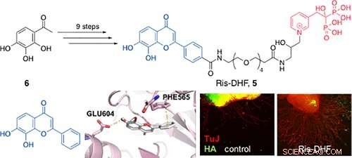USC & Harvard Innovate: Linking Hearing-Enhancing Molecules to Ear Bone for Cellular Repair