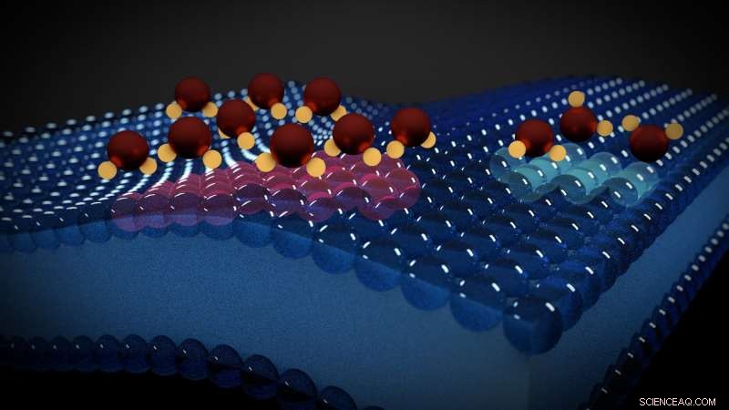 Decoding Electrical Activity in Lipid Membranes Using Water Molecules