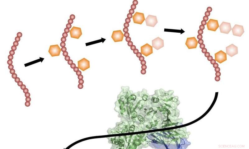 How Pathogenic Bacteria Produce Sticky Adhesion Proteins
