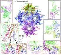 Scientists Unveil 3.1 Å Cryo-EM Structure of Herpesvirus Capsid