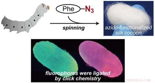 Genetically Engineering Silkworms to Produce Protein-Enriched Silk