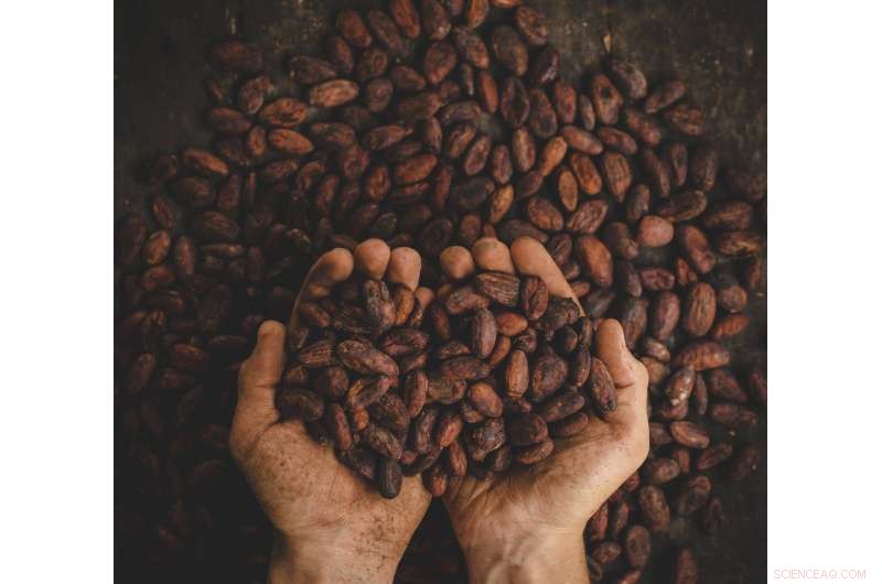 Optimizing Cocoa Bean Roasting to Preserve Health Benefits and Enhance Flavor