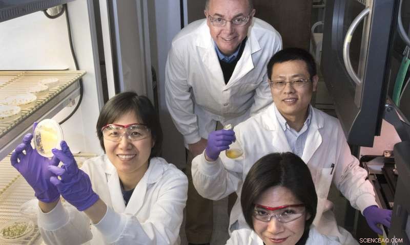 Unlocking Plant Oil Yield: Cutting Biochemical Constraints in Cultured Cells