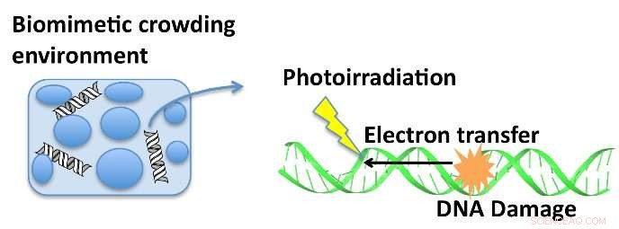 Biomimetic Crowding Reveals How Electron Transfer Triggers DNA Oxidative Damage